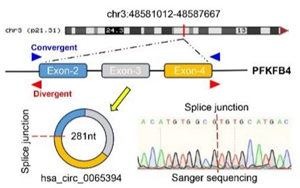 缺氧誘導(dǎo)環(huán)狀RNA編碼蛋白cPFKFB4通過調(diào)控PKM2剪接促進(jìn)胰腺癌代謝重編程的新機(jī)制